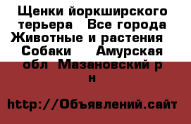 Щенки йоркширского терьера - Все города Животные и растения » Собаки   . Амурская обл.,Мазановский р-н